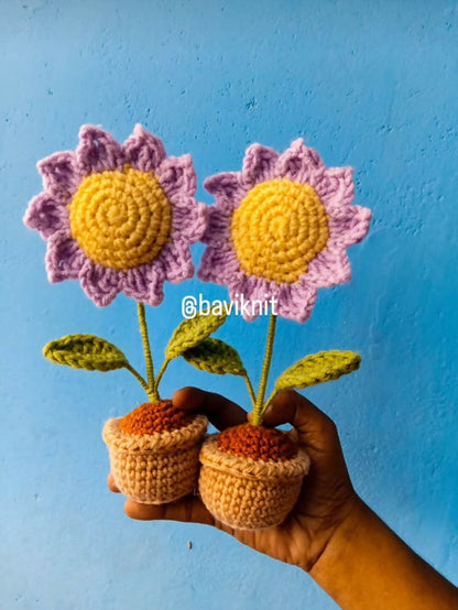 Purple Sunflower