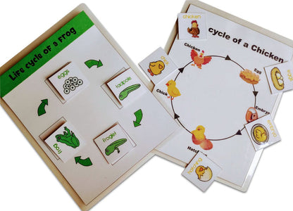 ZOOPLAY 4 Lifecycle Activity