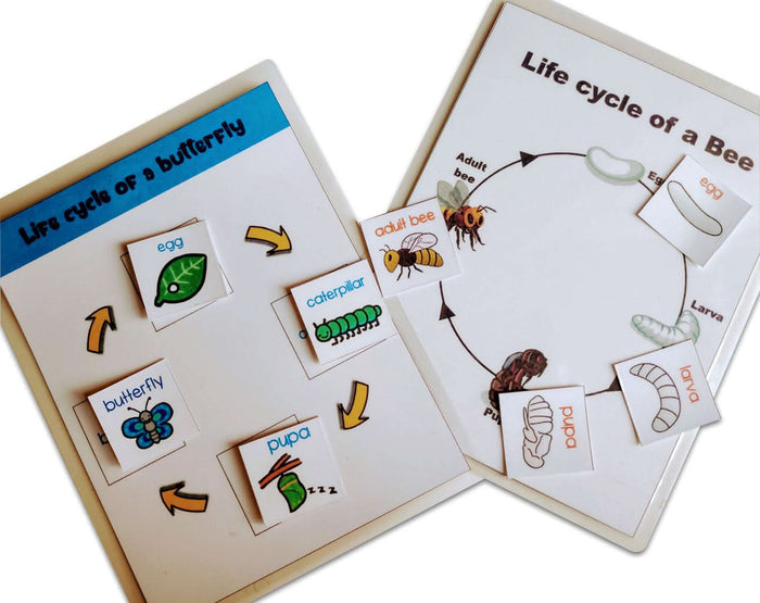 ZOOPLAY 4 Lifecycle Activity