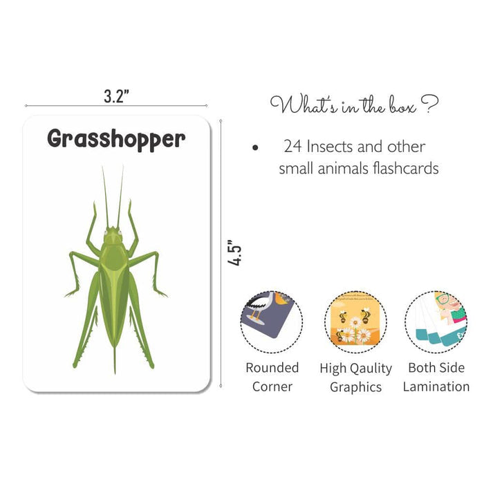 ZOOPLAY Insect Flash Cards- Pack of 24